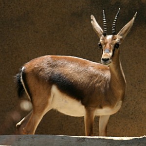 The Young and Strong Gazelle