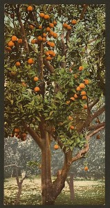 A_California_orange_tree-LCCN2008678101